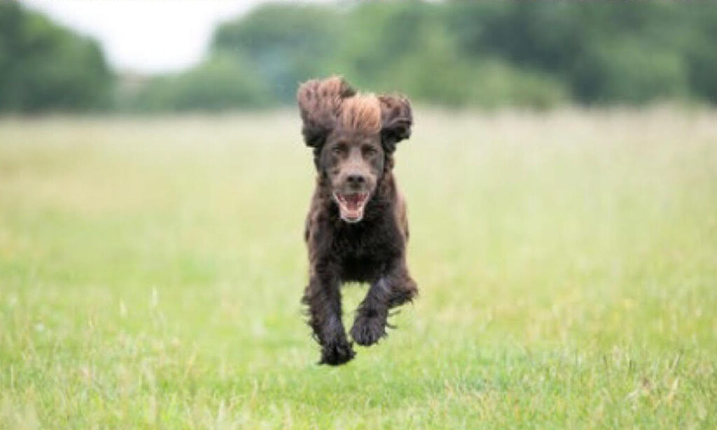 Nia Rogers - Bark To Basics Dog Training - Bridgend, United Kingdom